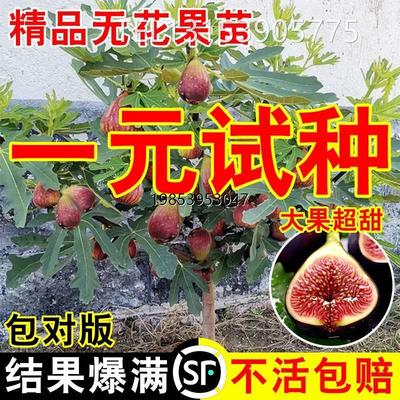 无花果树苗盆栽水果苗四季特大波姬红南北方阳台种植地栽当年结果