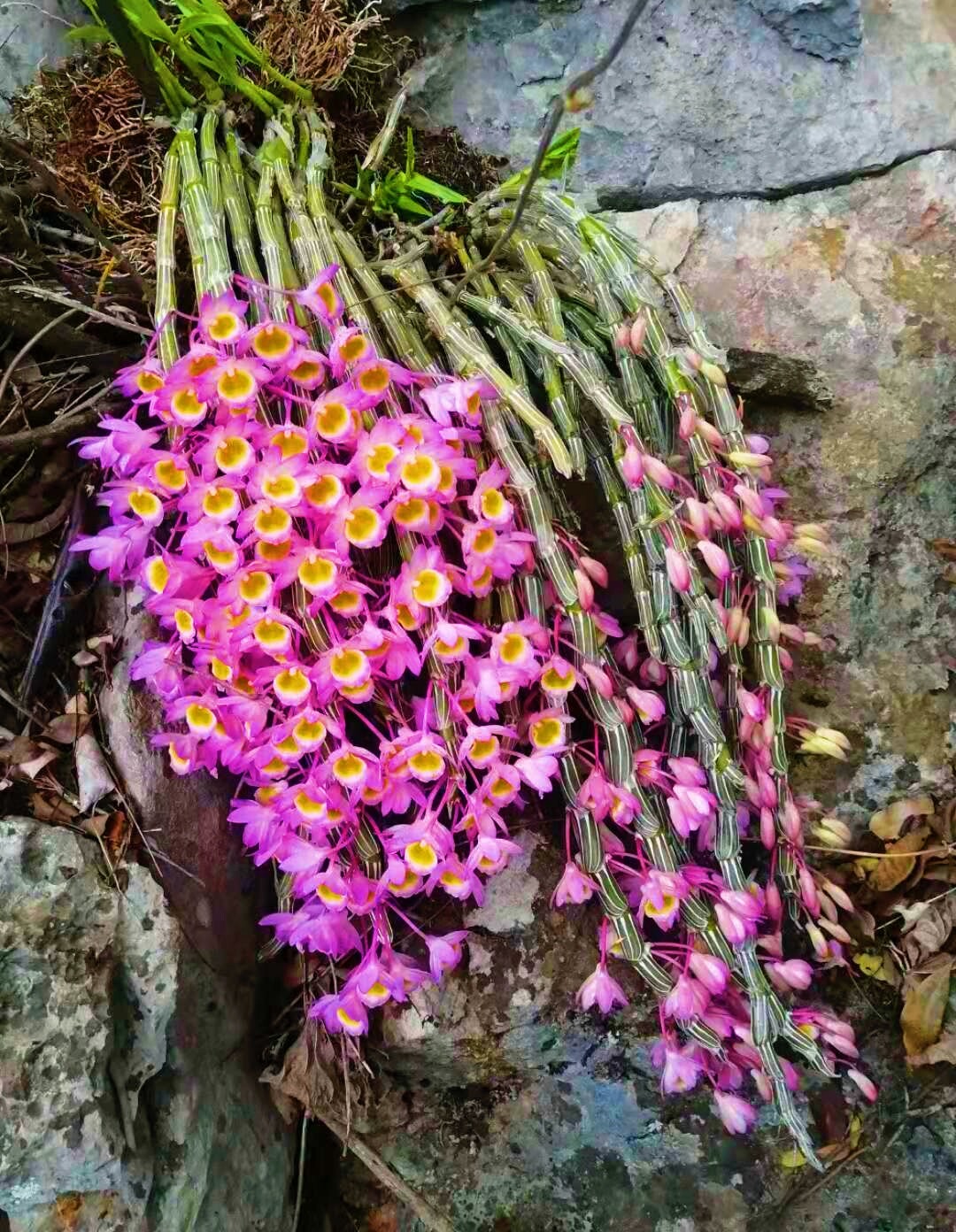 四川藏玫瑰石斛 崖壁玫瑰石斛 花非常美丽