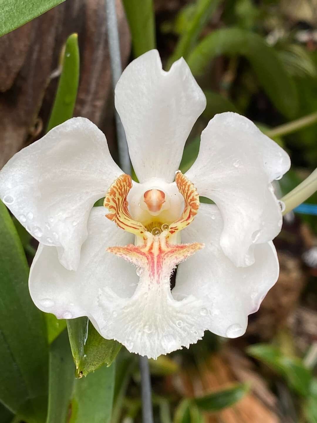 收藏级珍贵 7星稀有 苏门答腊万代兰vanda barnesii