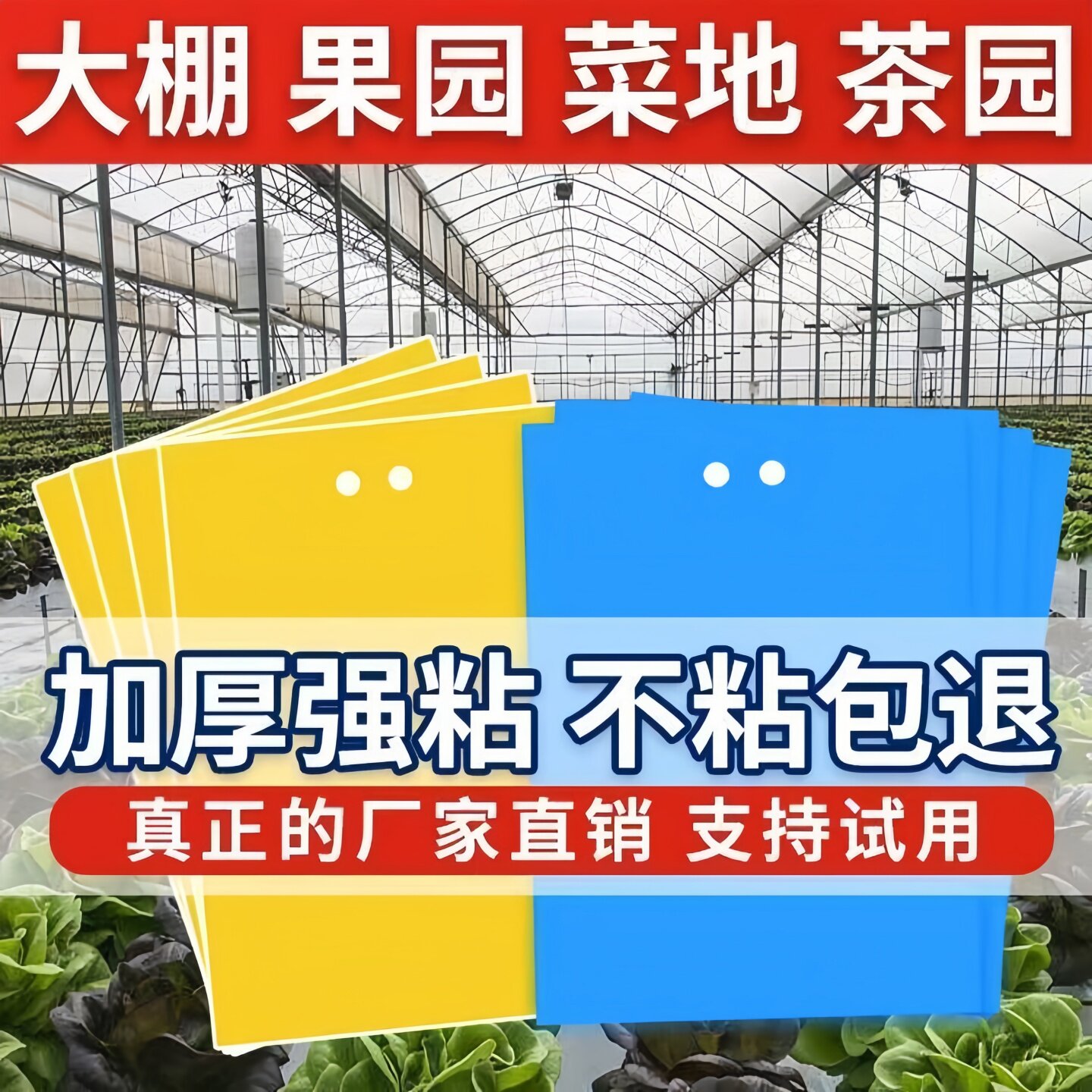 强力双面粘虫板大棚蔬菜茶园