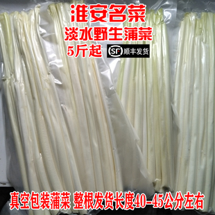 6月净蒲菜鲜嫩野菜茭白淮安名菜新鲜蔬菜蒲笋蒲儿菜水生竹笋酒店