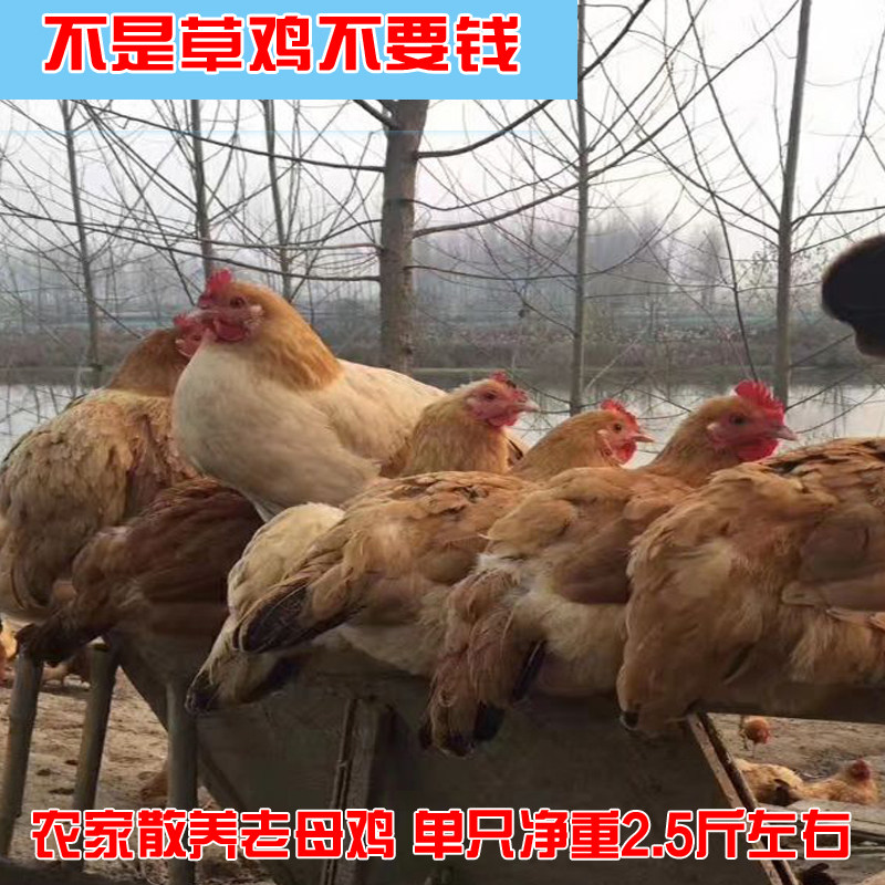 顺丰包邮1只农村散养老母鸡3斤-3.5斤有油食用农产品酒店煲汤草鸡