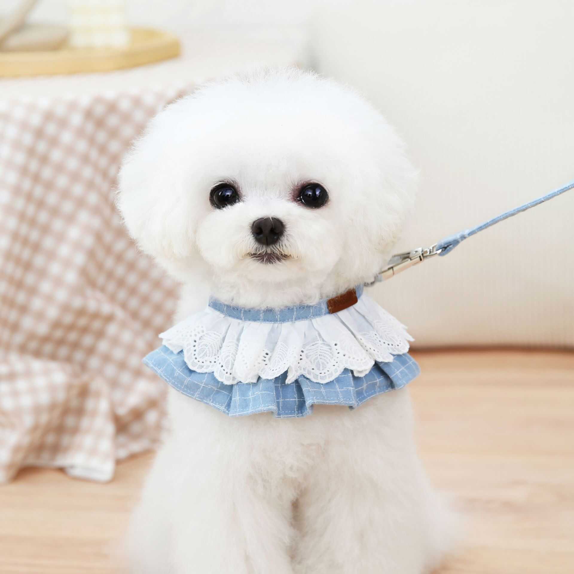 小型幼犬比熊博美泰迪外出脖圈