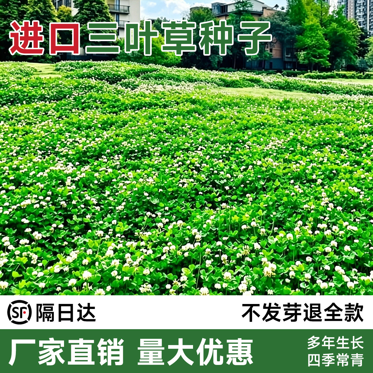 三叶草籽种子四季播种耐寒耐旱红白花三叶草幸运草种子草坪草籽