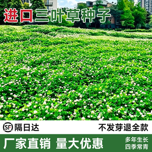 三叶草籽种子四季播种耐寒耐旱红白花三叶草幸运草种子草坪草籽