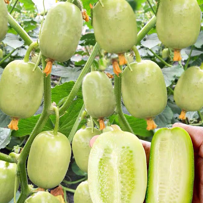 【玉女黄瓜种籽】拇指水果黄瓜种籽阳台盆栽播种迷你金童黄瓜种子