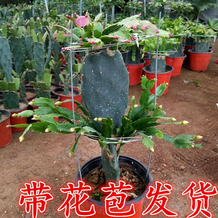 蟹爪兰盆栽植物带根仙人掌嫁接