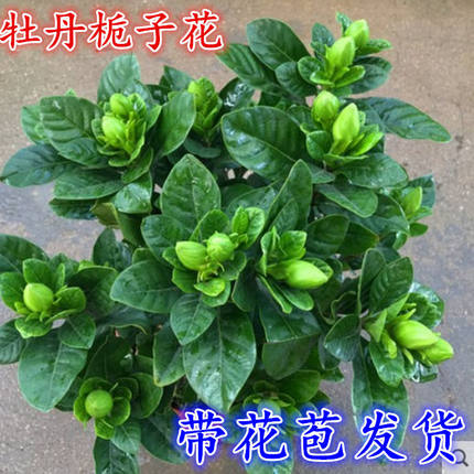 茉莉栀子花树苗大小叶牡丹栀子花盆栽米兰四季开花室内花卉绿植物