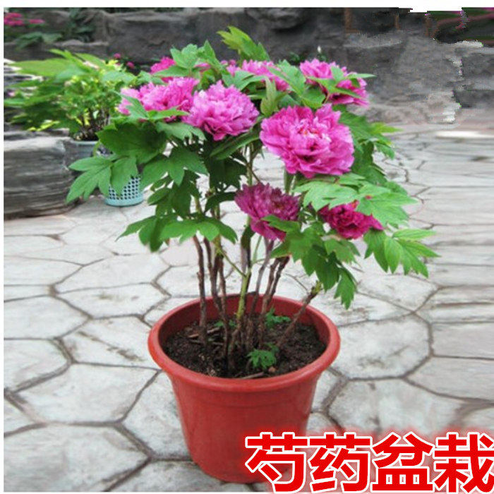 多年生芍药根块 带芽芍药盆栽 芍药花阳台 芍药苗