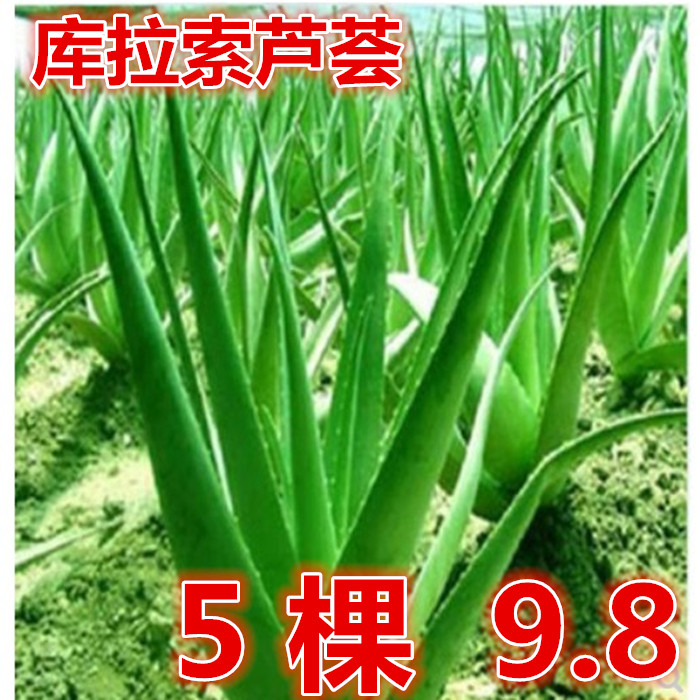 美国库拉索芦荟室内植物大小花苗盆栽绿植吃的美容可食用新鲜叶片