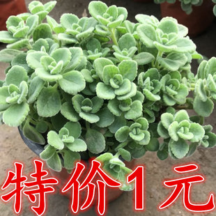 一抹香碰碰香盆栽迷迭香室内香草植物四季常青净化空气驱蚊草