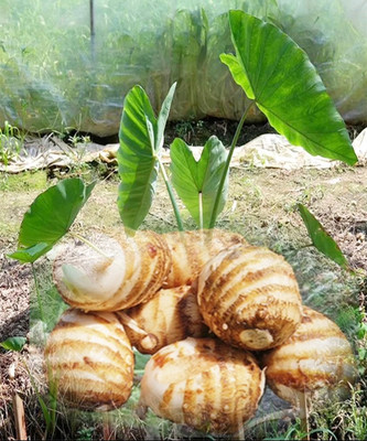 新鲜毛芋头乡野农家四川毛芋头