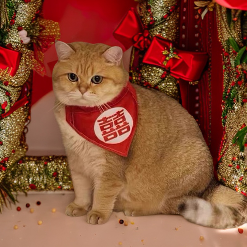 宠物口水巾婚庆伴手礼猫狗通用