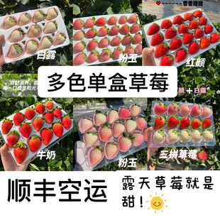 云南粉玉牛奶红颜建德白露草莓露天种植甜草莓新鲜顺丰空运包邮