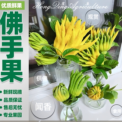 新鲜佛手柑果观赏水培闻香