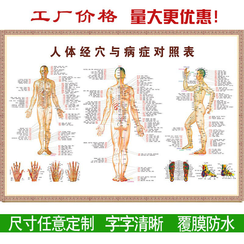 人体经络穴位标准大图挂图全身高清中医养生艾灸推拿按摩背部针灸