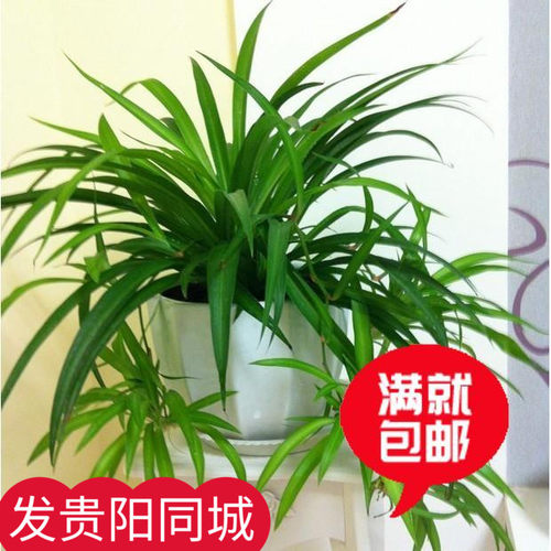 室内盆栽花卉 水培花卉金心金边青叶吊兰土培净化空气植物 防辐射