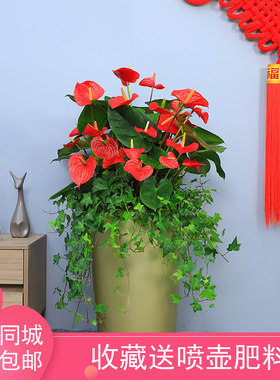 绿植贵阳常春藤红掌盆景年宵花