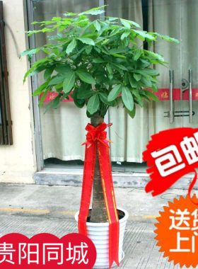 贵阳开业搬家乔迁送礼单杆发财树盆栽客厅大颗型植物绿植办公室