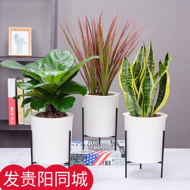 琴叶榕千年木橡皮树虎皮兰龟背竹水培绿植
