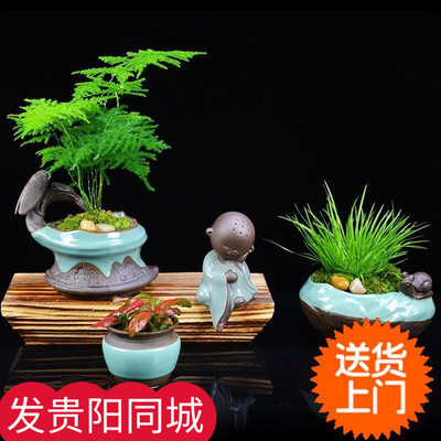 创意盆栽小盆景富贵竹室内净化空气办公红掌小叶紫檀榆树天堂鸟