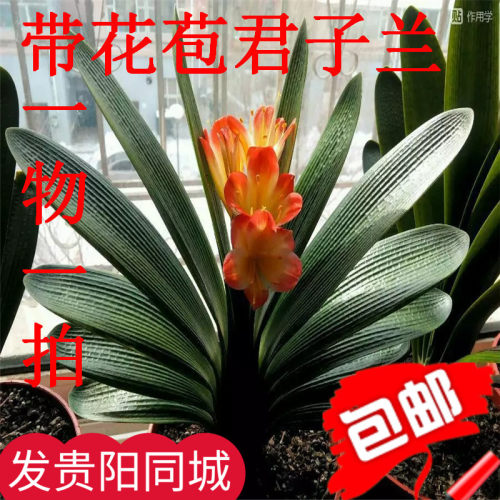 绿植君子兰四季常青年宵花卉包邮