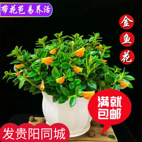 绿植花盆净化空气吊兰