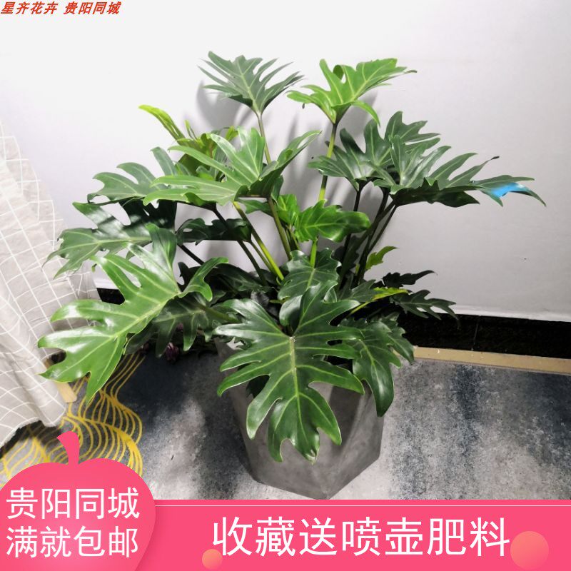 贵阳同城 |强烈推荐! 小天使春羽室内植物 叶片羽裂明显落地盆