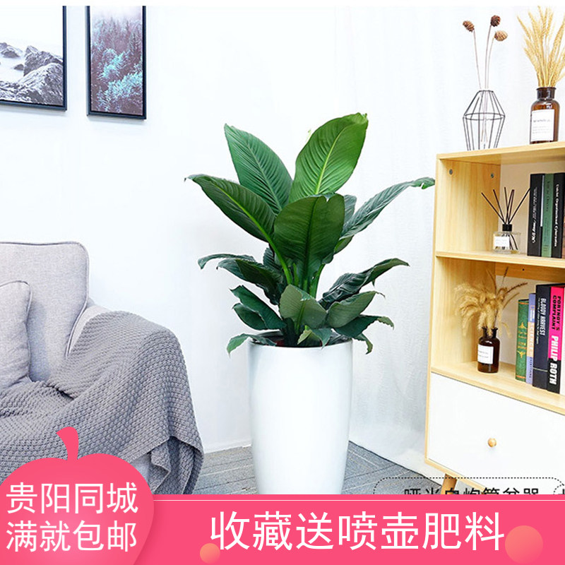 贵阳绿巨人大叶植物室内盆栽一帆风顺室内客厅办公室吸甲醛大绿植