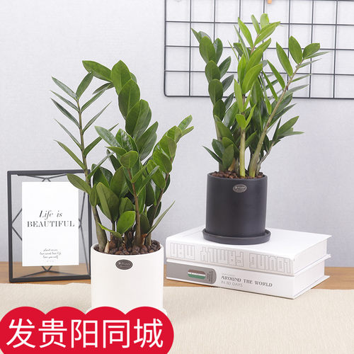 树盆栽水培植物四季常青绿植发财室内绿植水养花卉盆景办公室