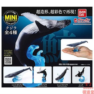 4款 扭蛋 鲸鱼 生物大图鉴 可选 万代BANDAI