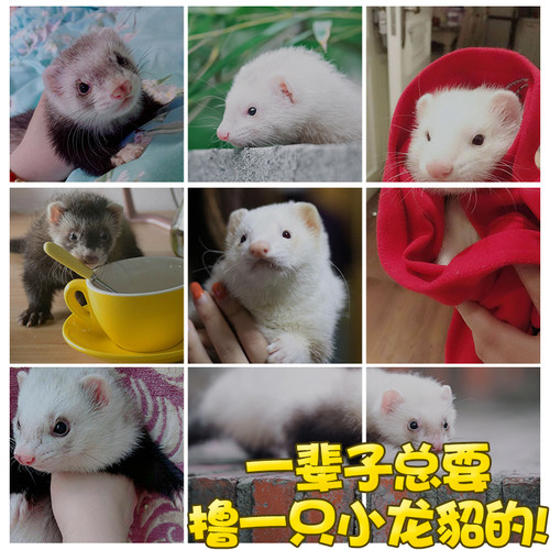 宠物雪貂小宠异宠定点上厕所