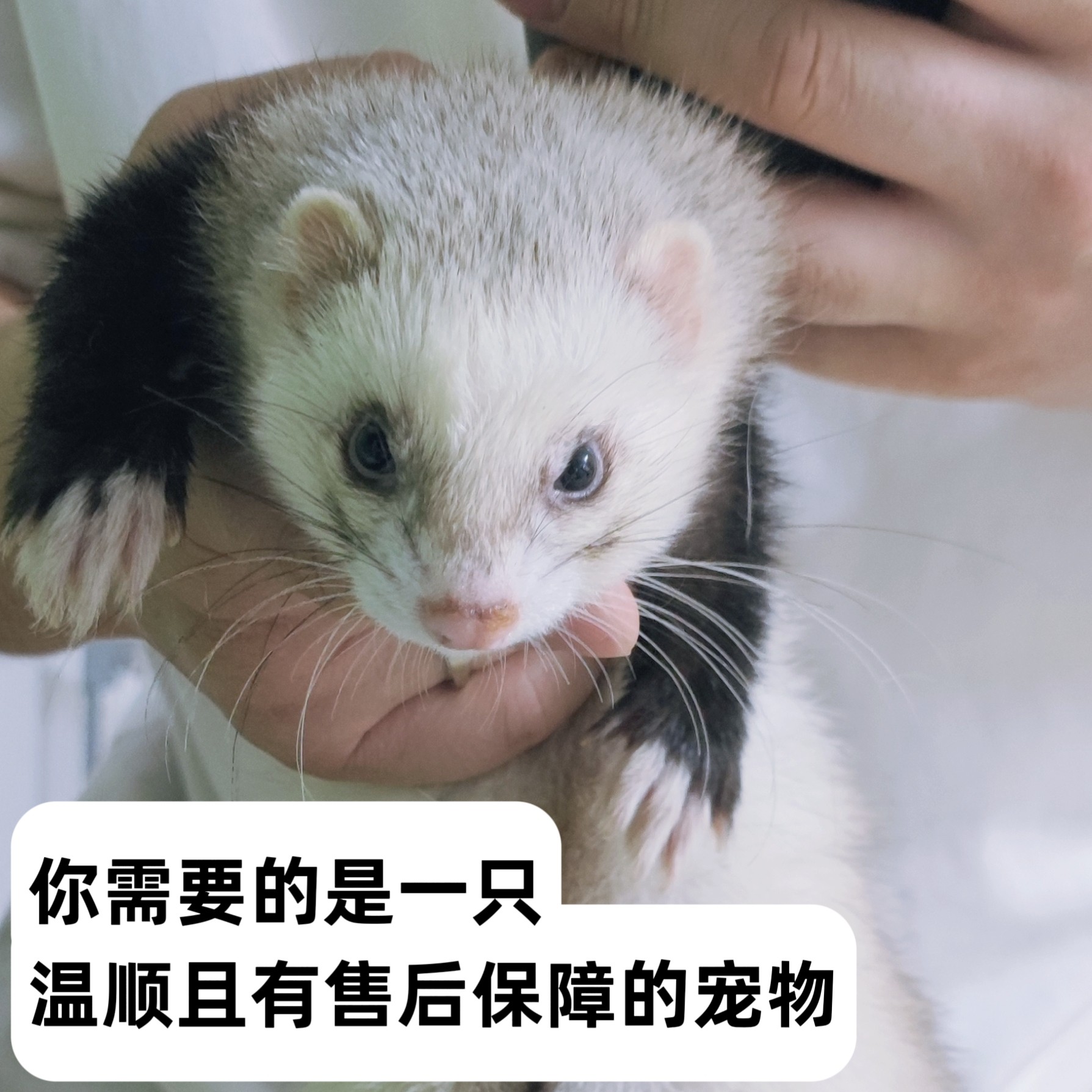 【官方正品】小龙貂宠物雪貂幼崽