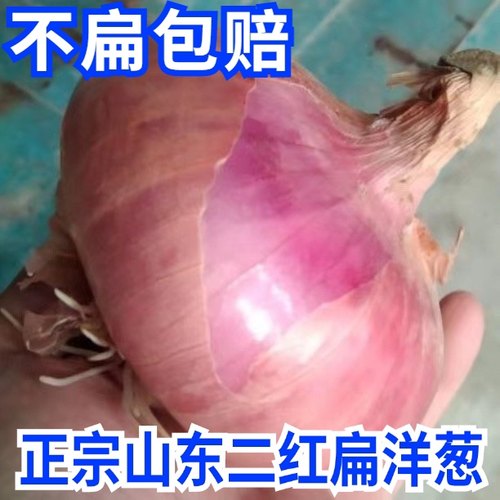 24年当季新鲜山东二红扁洋葱水果洋葱可生吃微辣洋葱3斤/5斤装