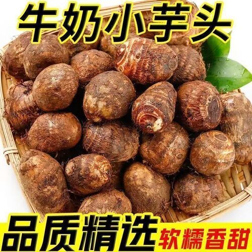 山东当季现挖牛奶芋头老品种毛芋头新鲜软糯小香芋精挑芋艿