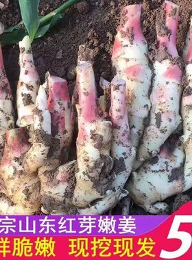 大棚种植现挖山东红芽嫩姜新鲜仔姜芽嫩泡醋子姜3斤/5斤装包邮