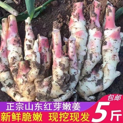 大棚种植现挖山东红芽嫩姜新鲜仔姜芽嫩泡醋子姜3斤/5斤装包邮