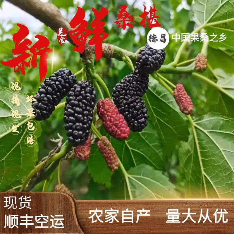 桑葚鲜果现摘现发泡酒酵素果酱孕妇新鲜水果桑枣黑桑椹顺丰冷链