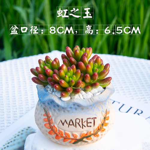多肉植物红宝石钱串虹之玉带盆土托盘室内好养桌面阳台花卉肉肉
