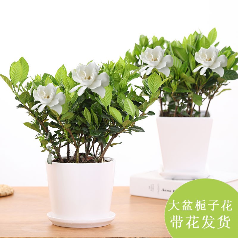 水培栀子花室内观花植物花卉桌面盆栽办公室绿植阳台开花植物盆景|ruв категории доставка цветов/цветок моделирования/растения садоводства, цветок/растения в горшках (новый), цветок - от Buy2taobao.com для оказания профессиональной услуги покупки агента Taobao