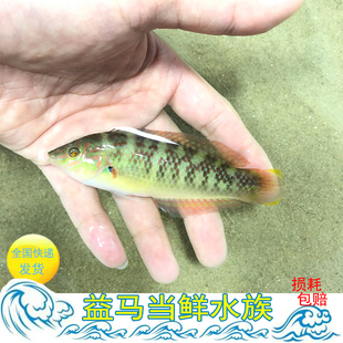 青衣龙花鳍海猪鱼水族翻沙鱼底栖海水鱼吃虫海水观赏生物快递包活