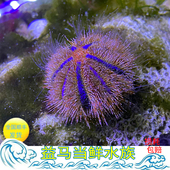蓝礼服海胆 短刺海胆活体海水鱼缸除藻工具生物去红泥 彩色海胆