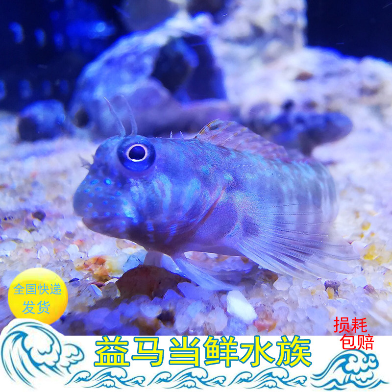 原生西瓜刨 本国虾虎蔚鱼老虎虾虎食藻清洁鱼缸 海水鱼翻沙包活