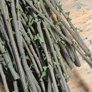 金弹子嫁接枝条盆栽母小苗可嫁接挂果四川中国红盆景树血钻葫芦扁