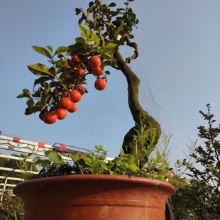 精品金弹子老公母熟桩挂盆栽带血红果苗树扦插嫁接枝条四川小叶苗