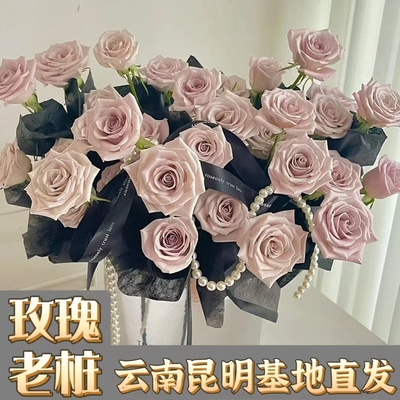 卡布奇诺黑巴玫瑰月季花根