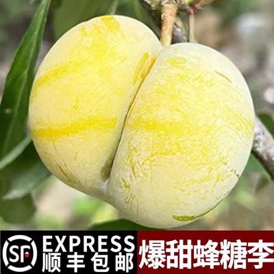 爆甜！正宗贵州六马蜂糖李脱骨李