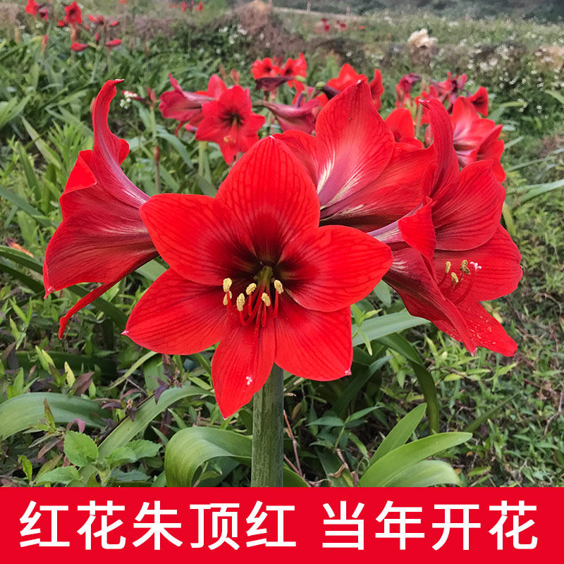 进口朱顶红种球大花球室内外四季盆栽开花植物球根花卉子易花易活在类目 鲜花速递/花卉仿真/绿植园艺, 花卉/蔬果/草坪种子（新）, 种球中 - 来自Buy2taobao.com提供专业的淘宝代购服务