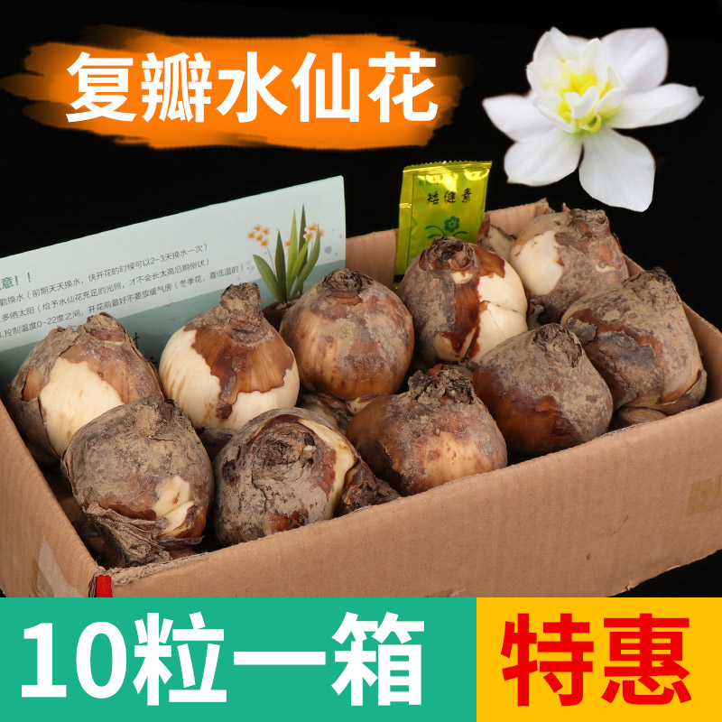 复瓣10粒优惠装正品漳州水仙花种球室内花卉重瓣种子水培绿植冬季在类目 鲜花速递/花卉仿真/绿植园艺, 花卉/蔬果/草坪种子（新）, 种球中 - 来自Buy2taobao.com提供专业的淘宝代购服务