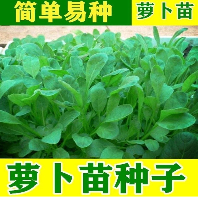 白萝卜种子芽苗菜 板叶花叶短叶十三简装1斤包邮土培水培蔬菜种孓